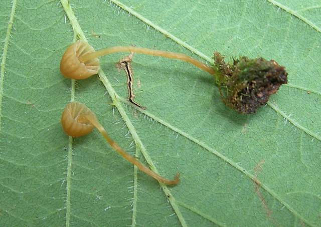 Galerine e Habitat